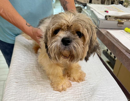Una (NOT YET AVAILABLE), an adoptable Shih Tzu in Benton, LA