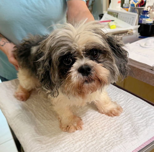 Verona (NOT YET AVAILABLE), an adoptable Shih Tzu in Benton, LA