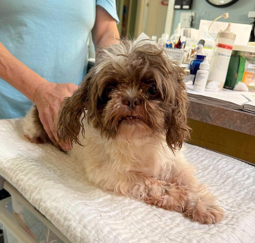 Willard (NOT YET AVAILABLE), an adoptable Shih Tzu in Benton, LA