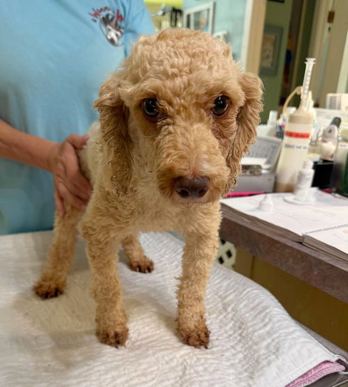 Pearla (NOT YET AVAILABLE)