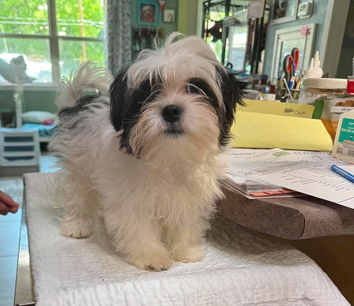 Fuzzy Wuzzy (NOT YET AVAILABLE)