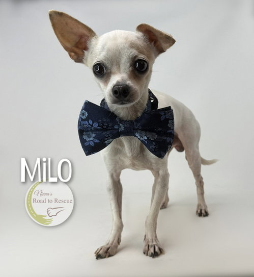 Milo