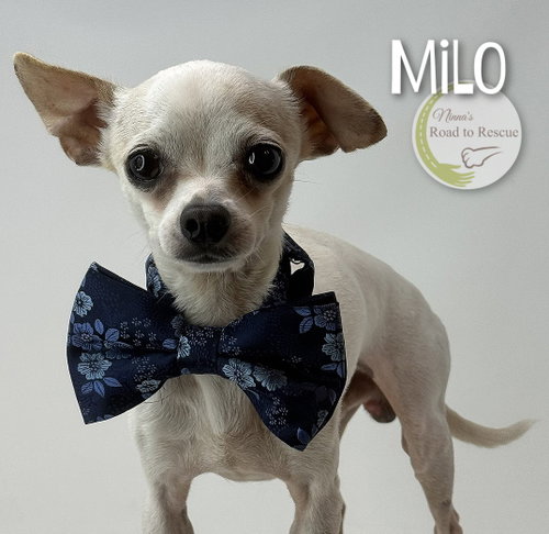 Milo photo 2