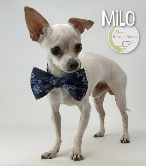 Milo photo 3