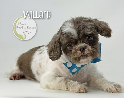 Willard