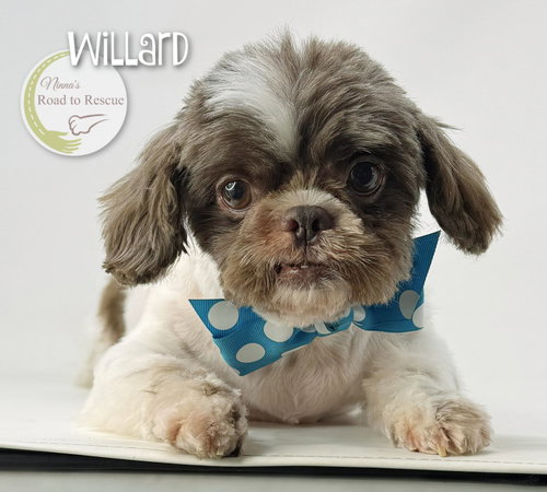 Willard photo 2