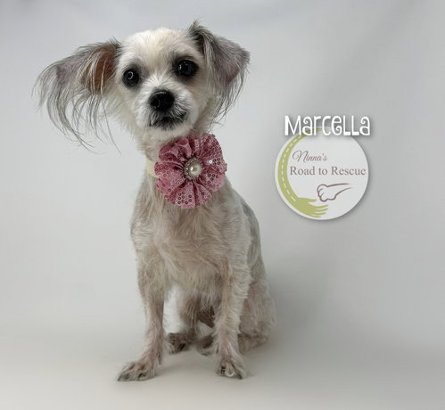 Marcella, an adoptable Chinese Crested-Hairless in Benton, LA