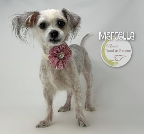 Marcella photo 2