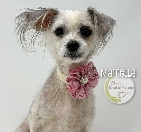 Marcella