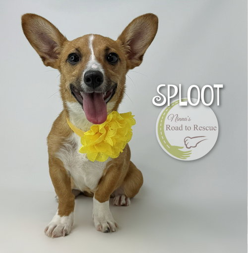 Sploot, an adoptable Corgi in Benton, LA