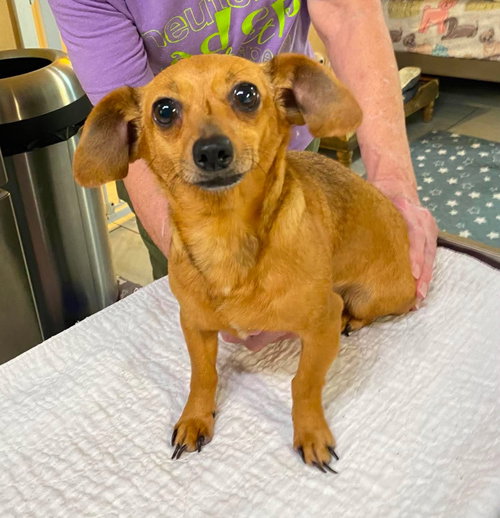 Ya Ya (NOT YET AVAILABLE), an adoptable Dachshund in Benton, LA