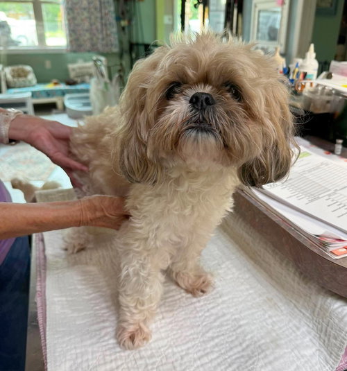 Lillie Grace (NOT YET AVAILABLE), an adoptable Shih Tzu in Benton, LA