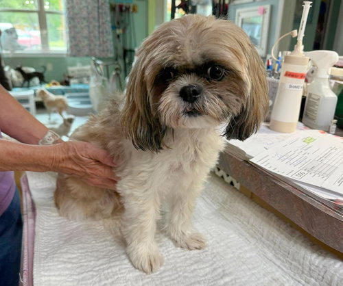 Lexie Lynn (NOT YET AVAILABLE), an adoptable Shih Tzu in Benton, LA