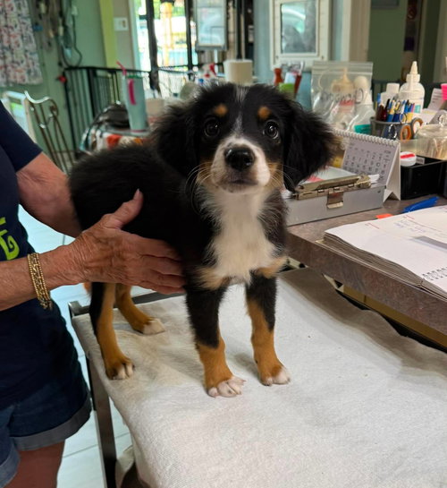 Becky (NOT YET AVAILABLE), an adoptable Australian Shepherd in Benton, LA