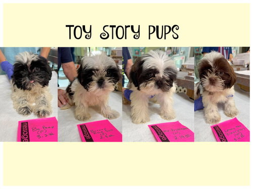 Toy Story pups (NOT YET AVAILABLE), an adoptable Shih Tzu in Benton, LA