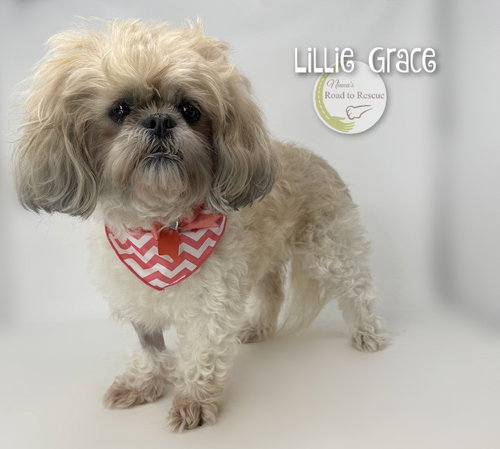Lillie Grace