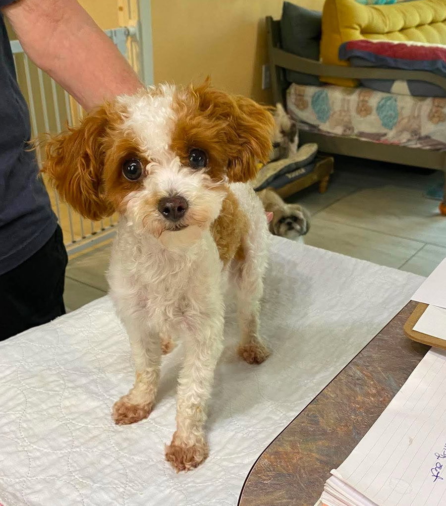 She She (NOT YET AVAILABLE)