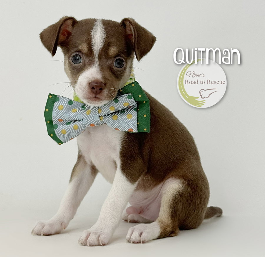 Quitman
