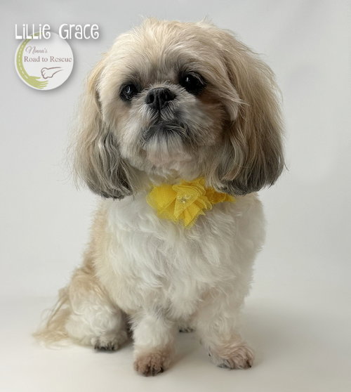 Lillie Grace, photo 3