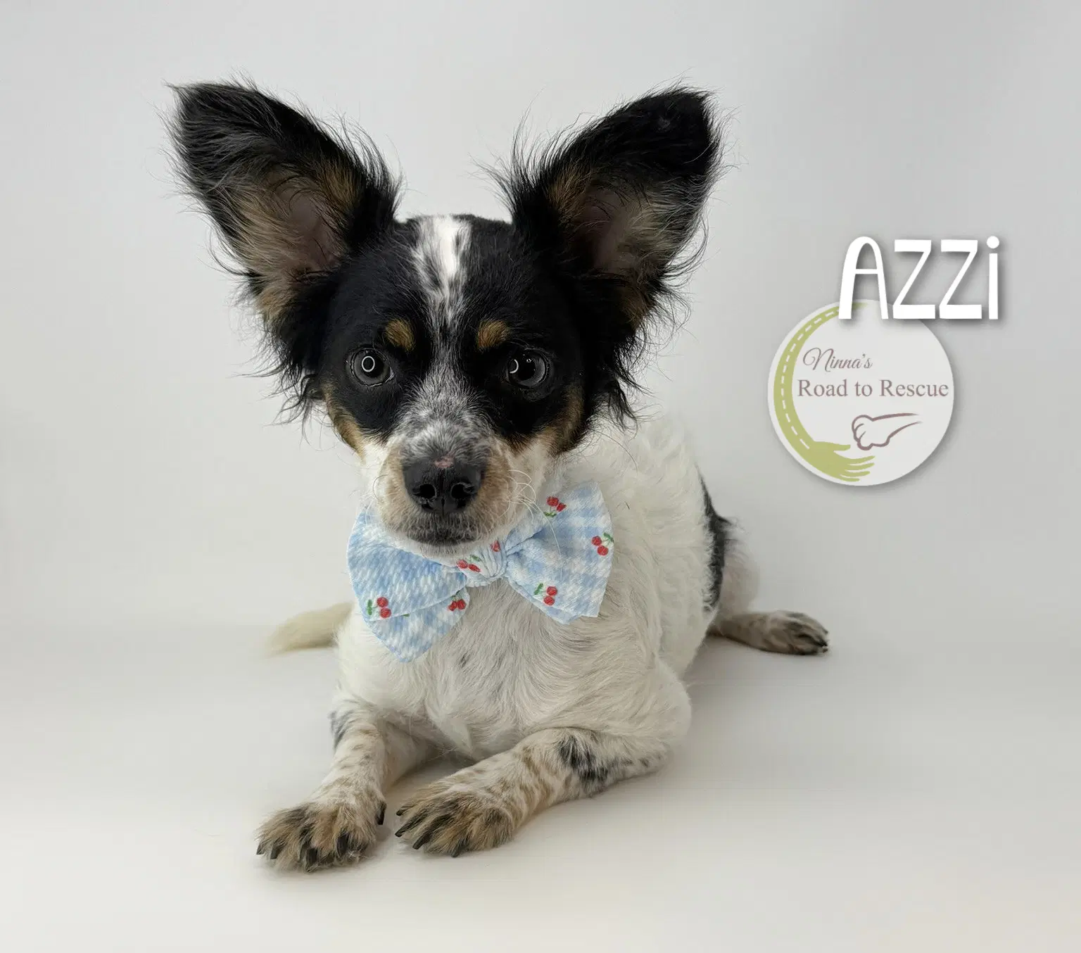 Azzi - Papillon