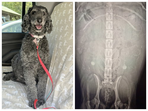 picture of the dog needing adoption