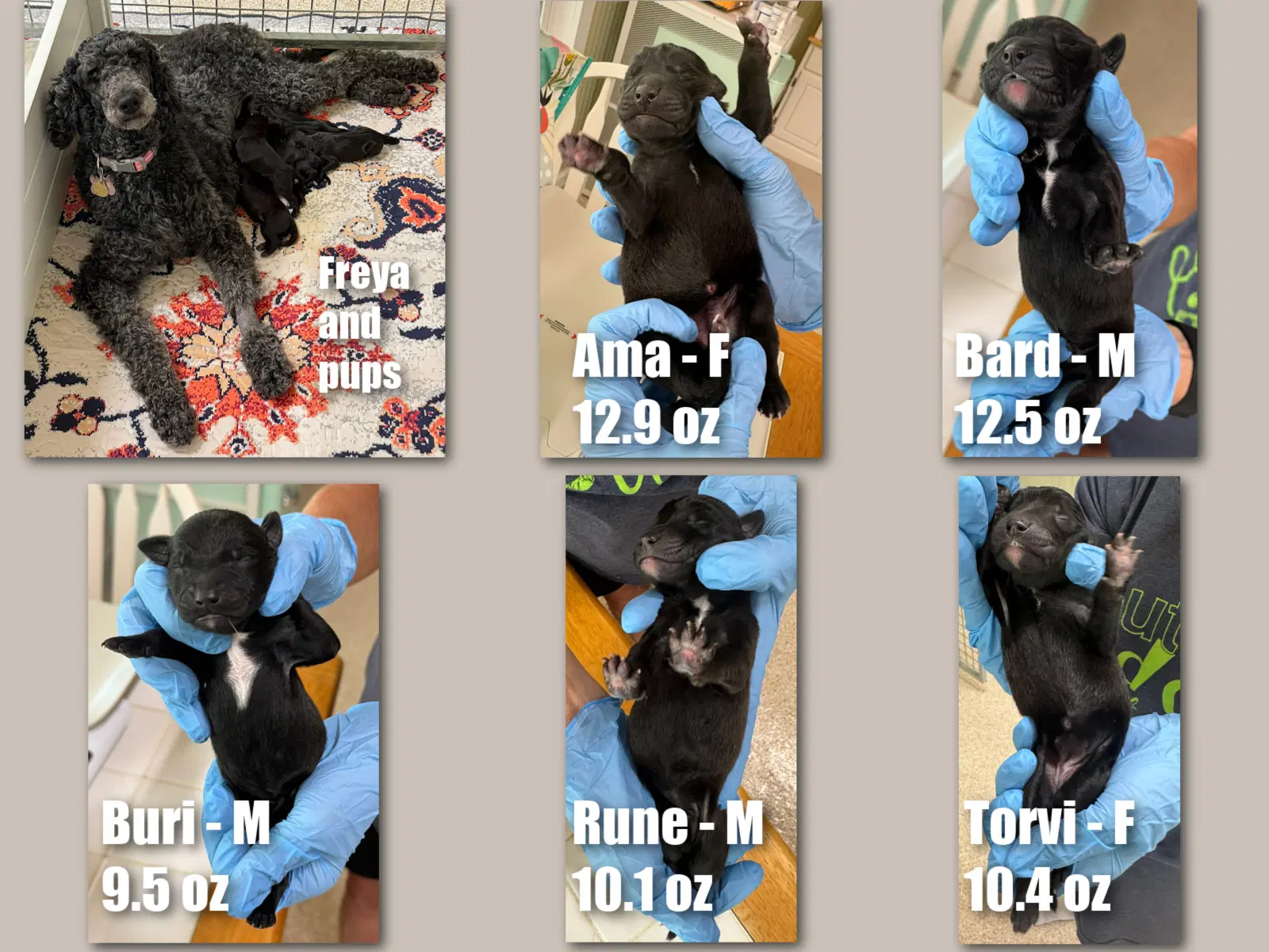 Freya's Pups Not Yet Available - Poodle (Standard)
