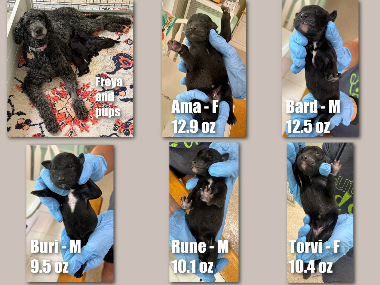 Freya's Pups Not Yet Available