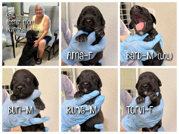 Freya's pups (NOT YET AVAILABLE)