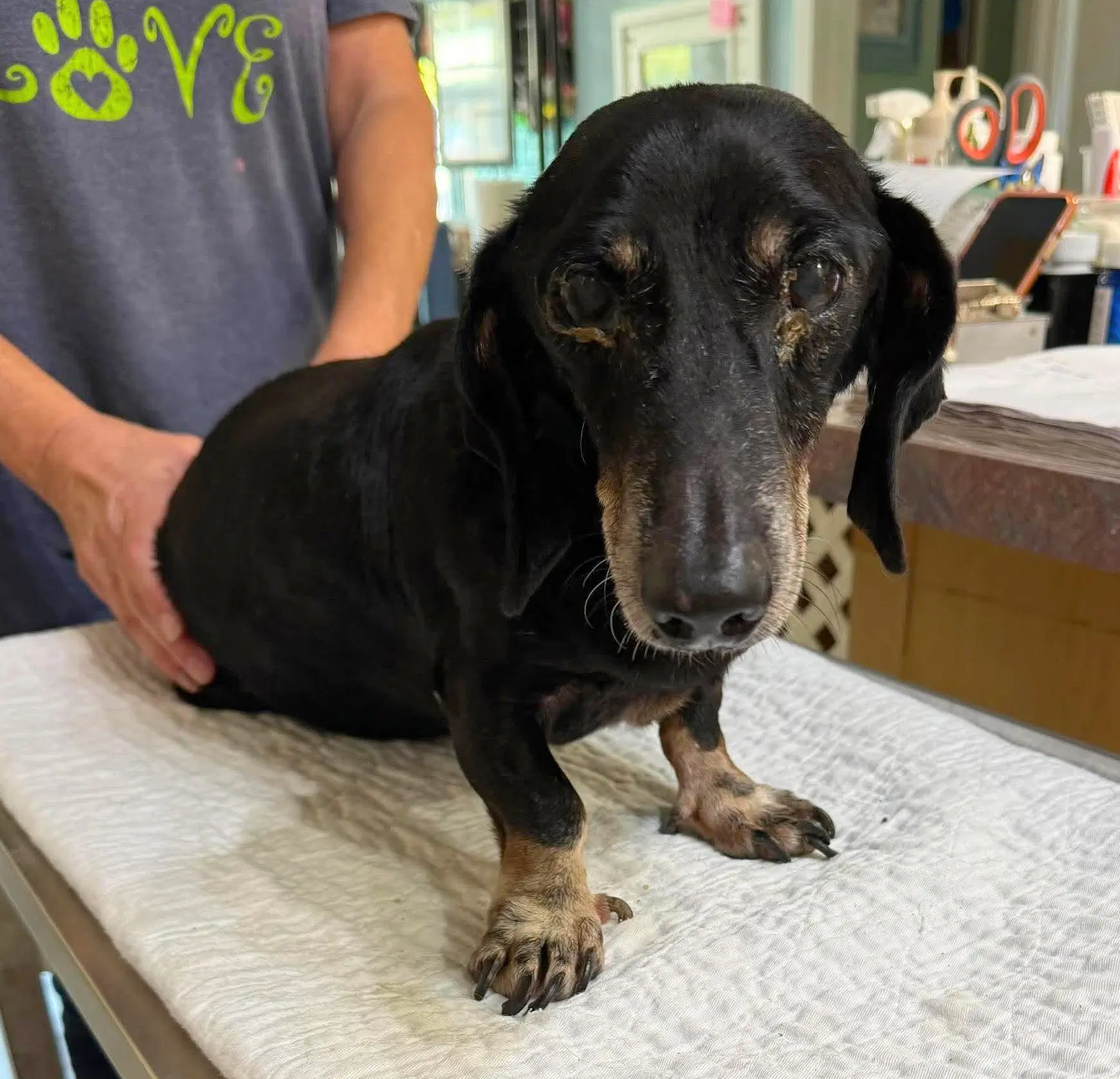 Doodlebug Not Yet Available - Dachshund