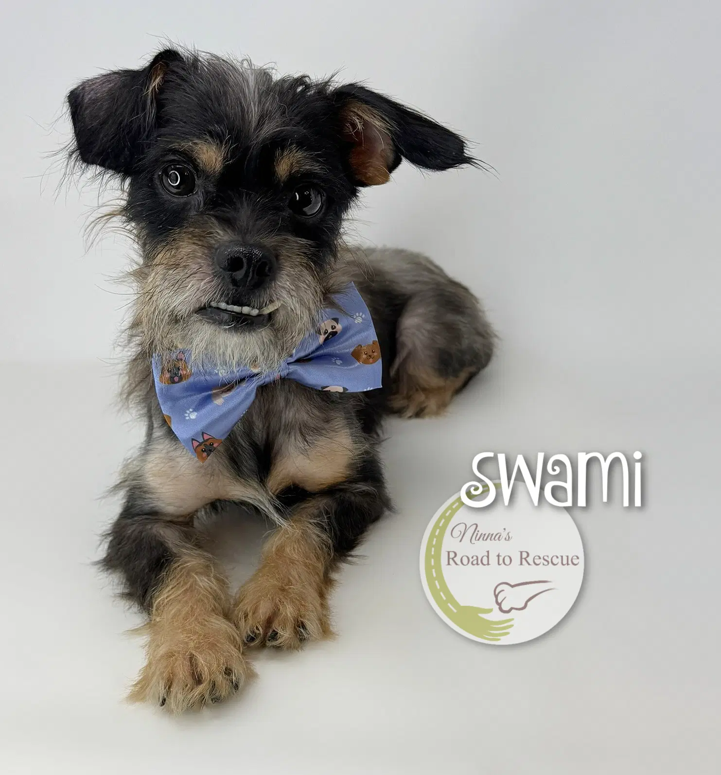 Swami - Schnauzer/ Pug