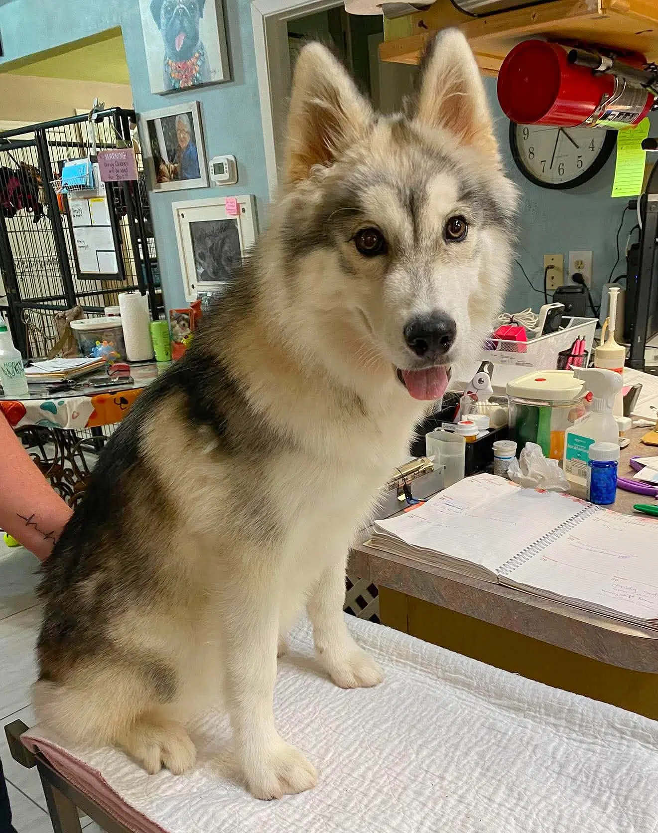 Dixie Ann Not Yet Available - Husky