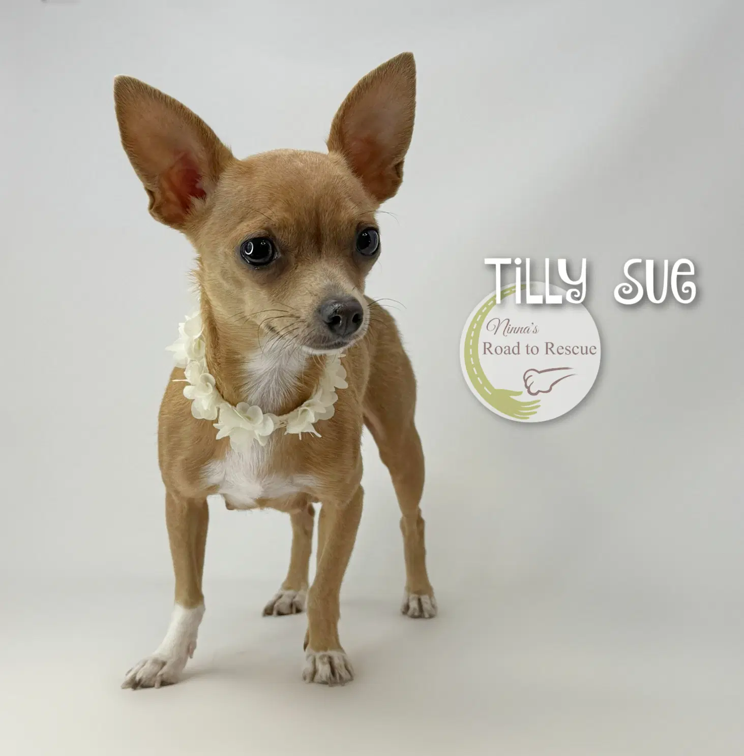 Tilly Sue - Chihuahua