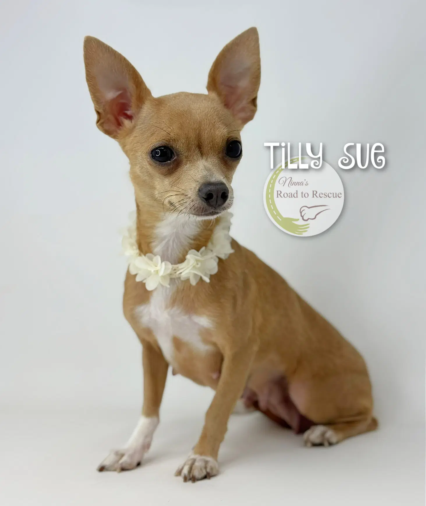 Tilly Sue image 2