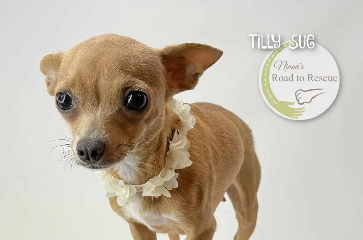 Tilly Sue image 3