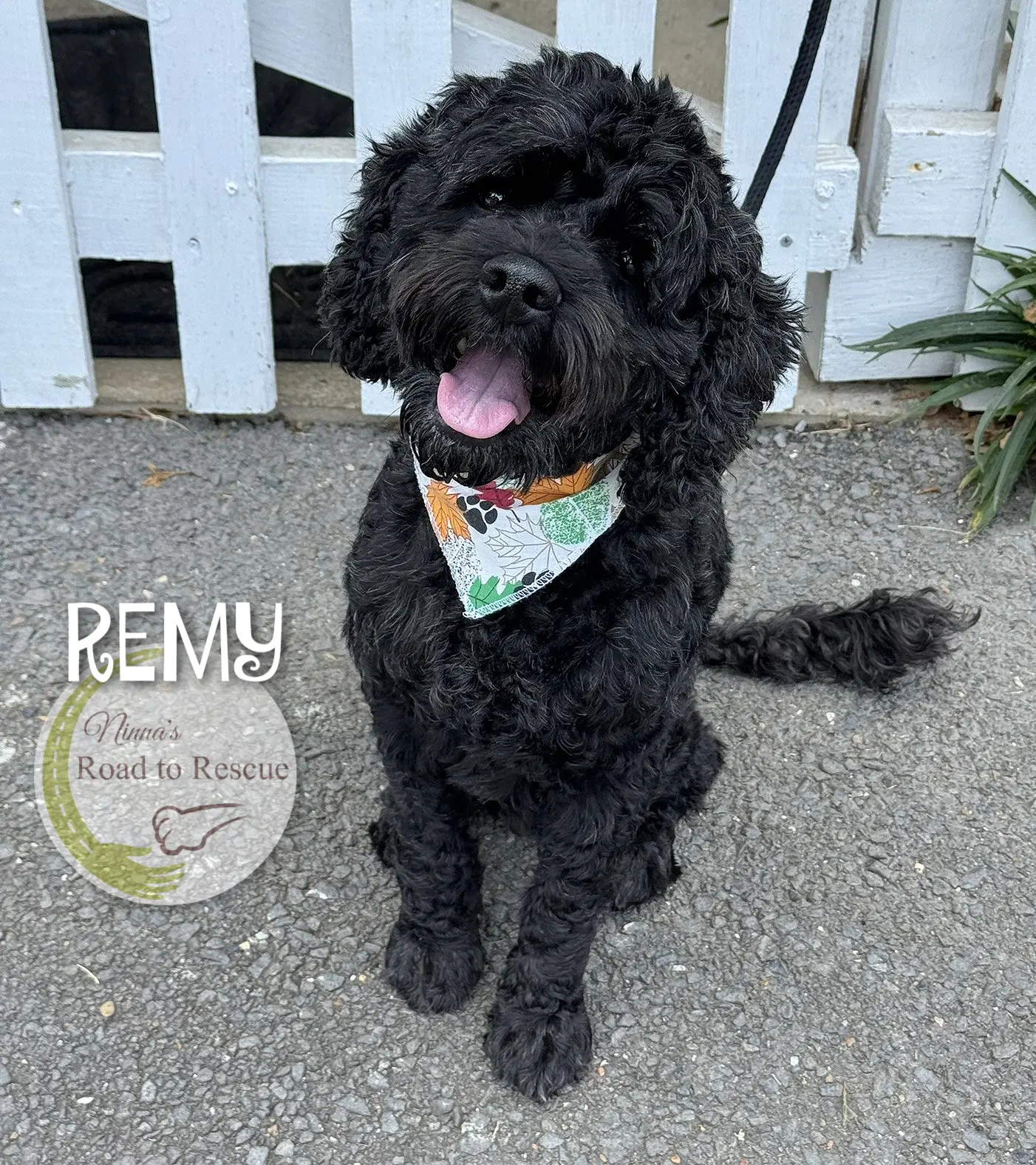 Remy - Cocker Spaniel