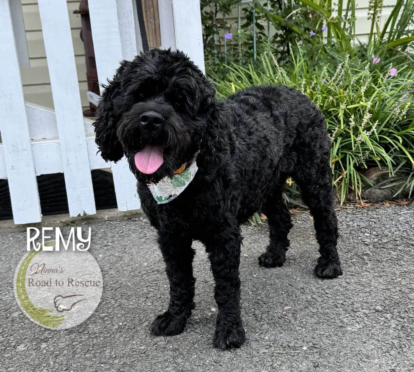 Remy image 2