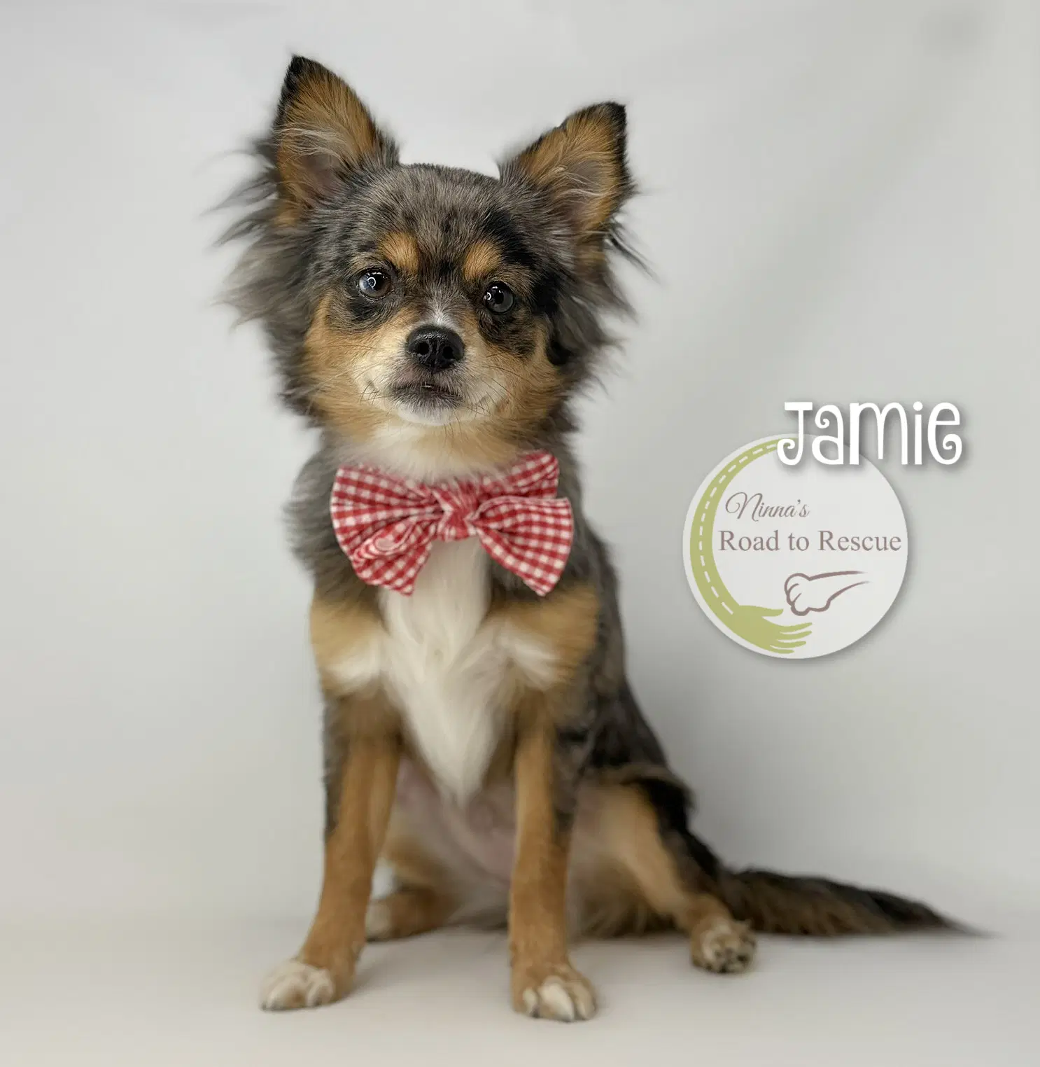 Jamie - Pomeranian