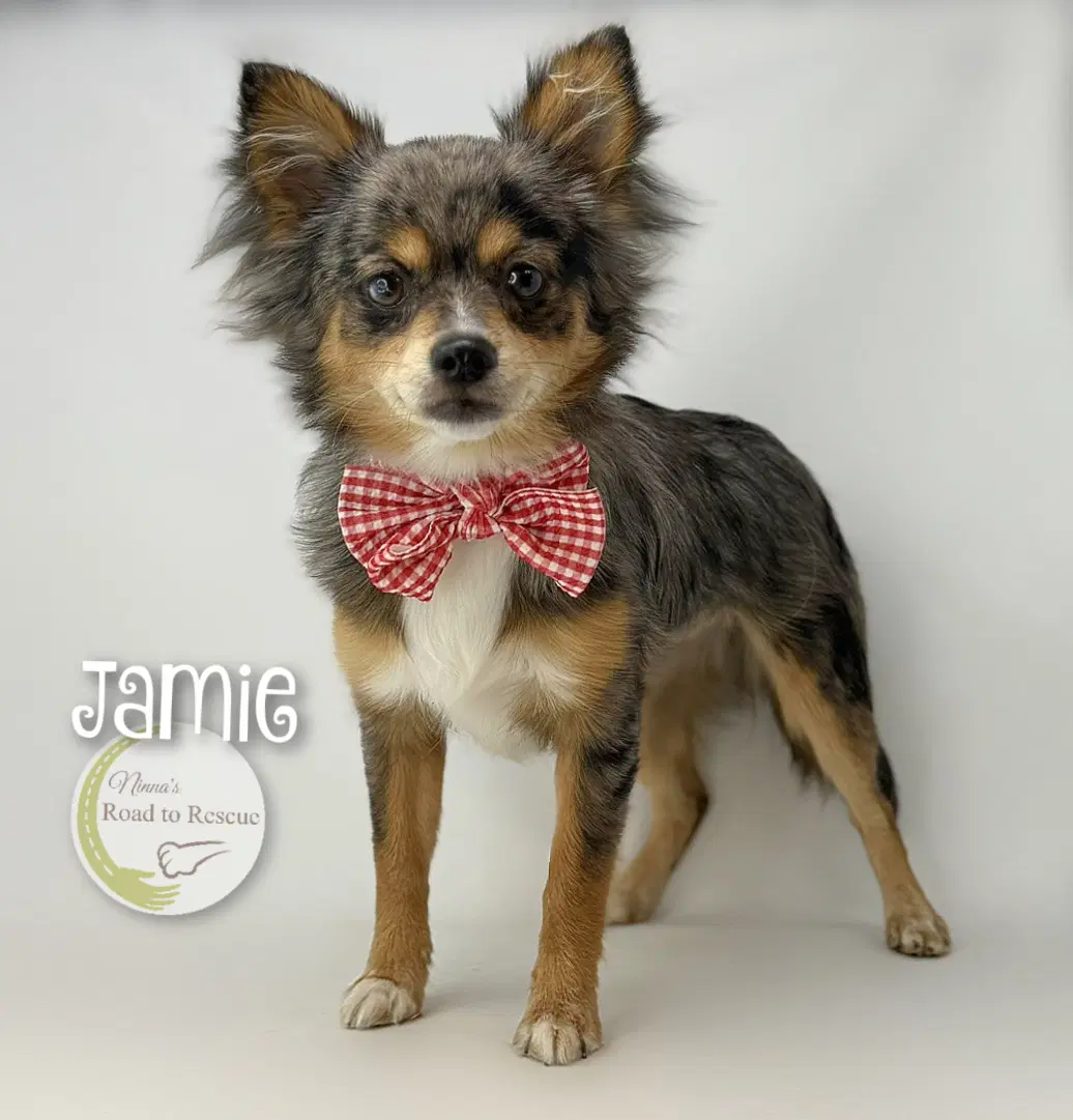 Jamie image 2