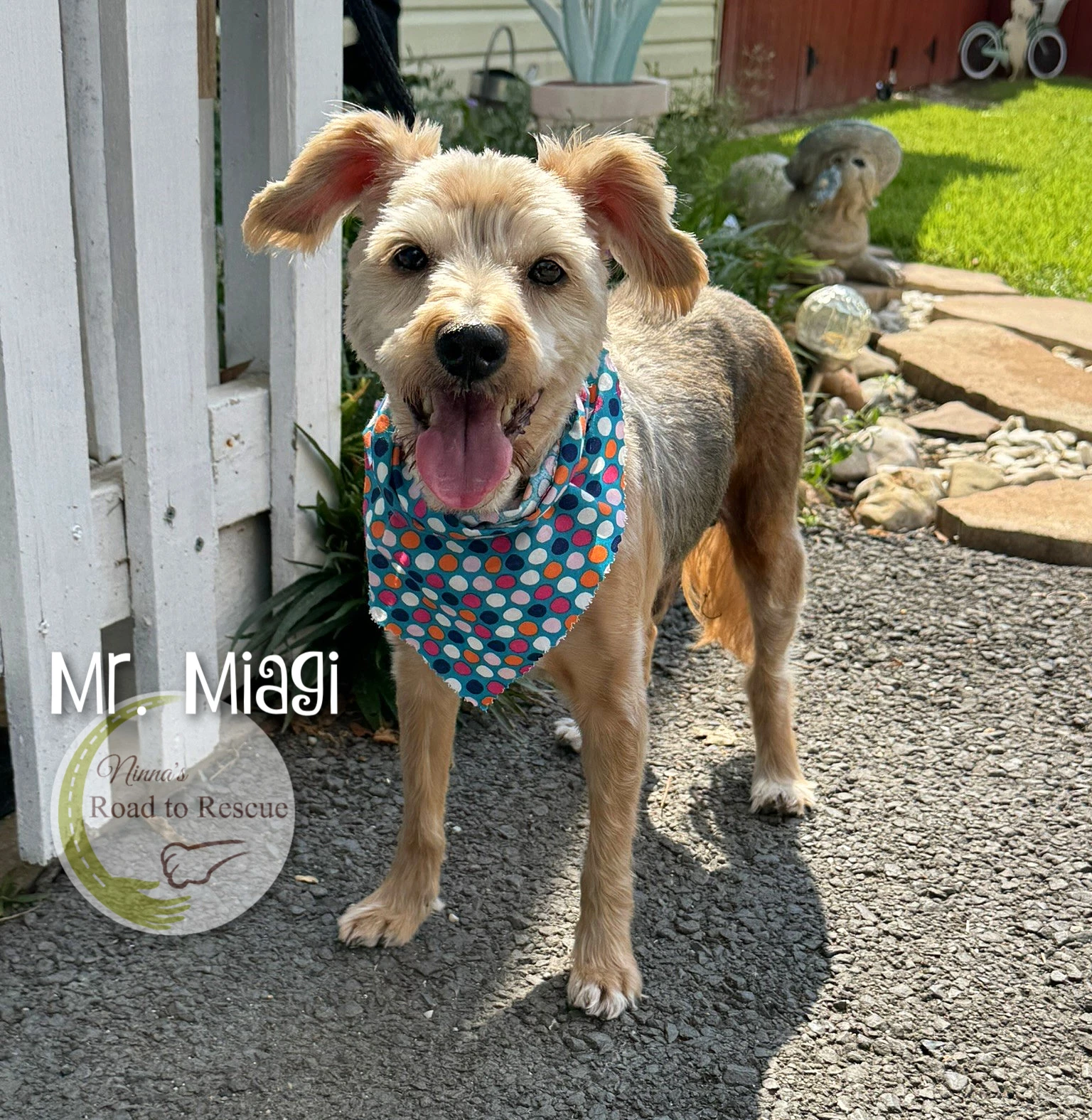 Mr Miagi