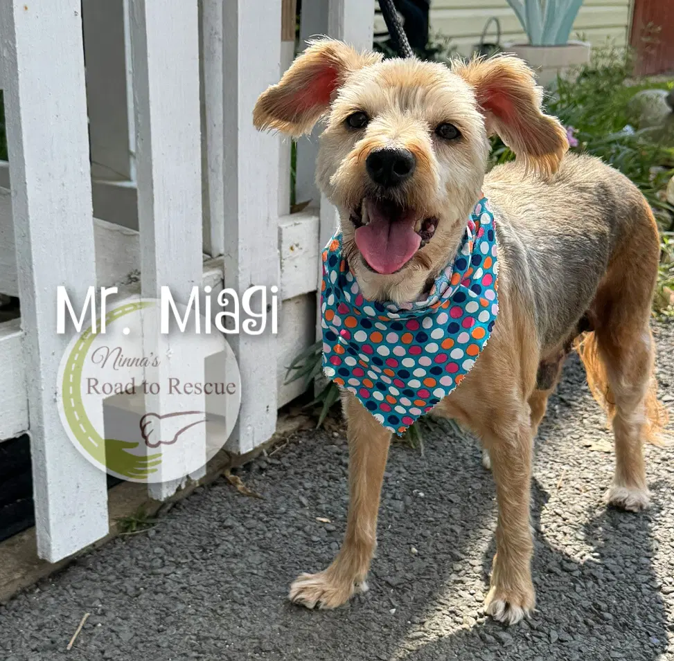 Mr Miagi image 3