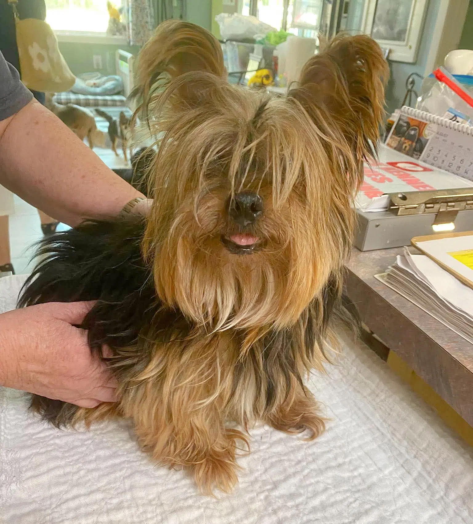 Tula Not Yet Available - Yorkie