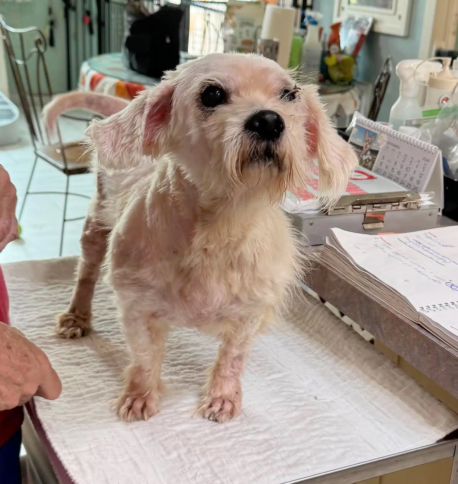 Jett Not Yet Available - Maltese mix