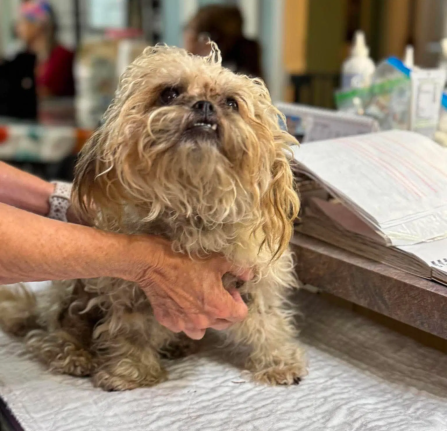 Jada Not Yet Available - Shih Tzu