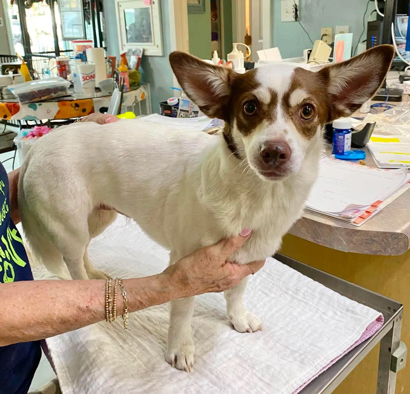 Annjolene Not Yet Available - Corgi