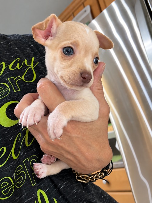 picture of the dog needing adoption