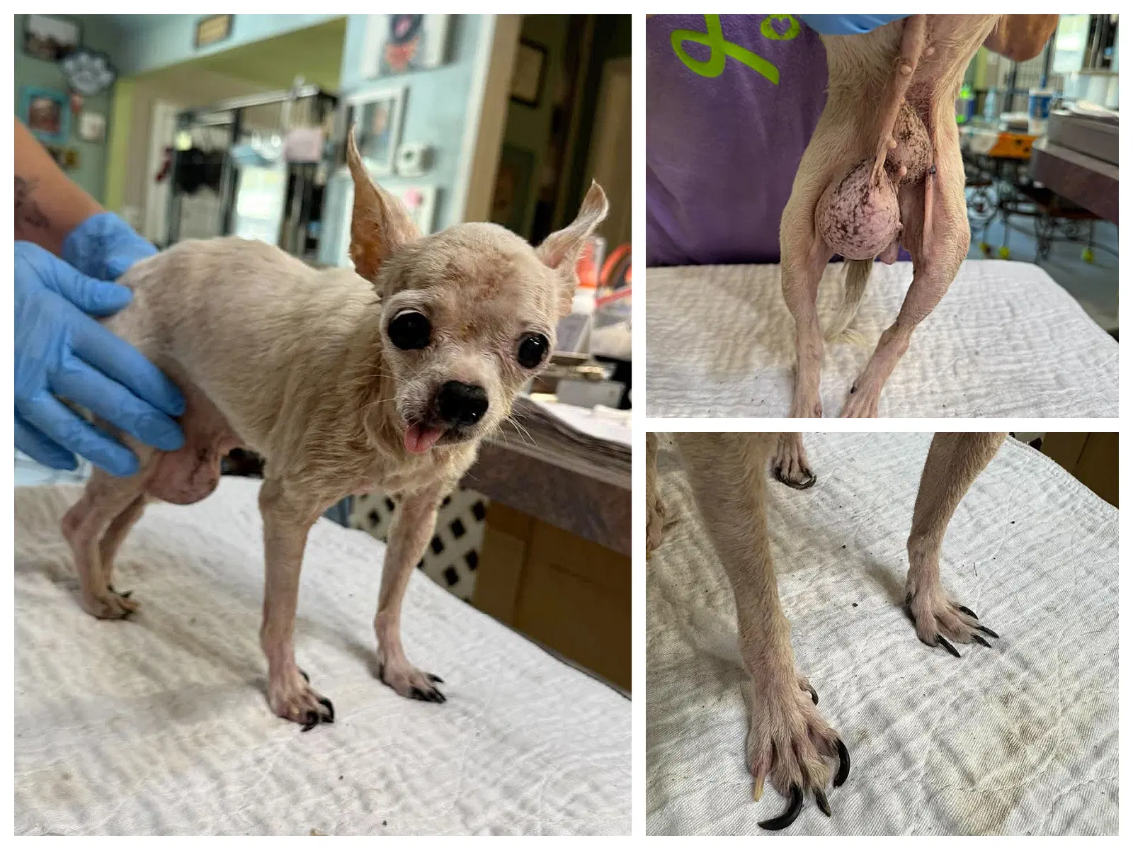 Itsy Bitsy Not Yet Available - Chihuahua