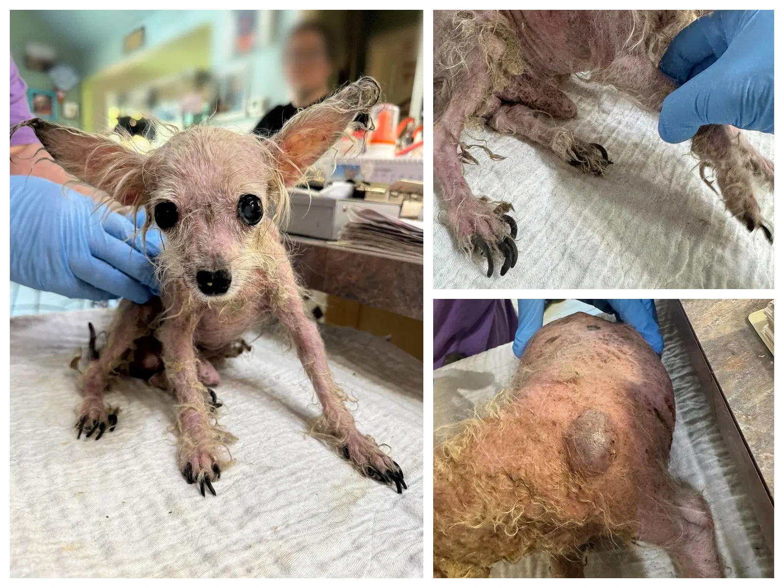 Teenie Weenie Not Yet Available - Chinese Crested-Hairless