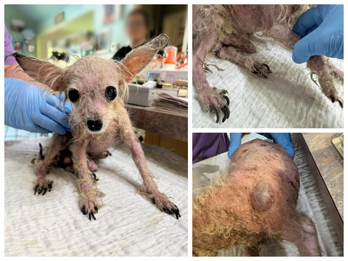 picture of the dog needing adoption