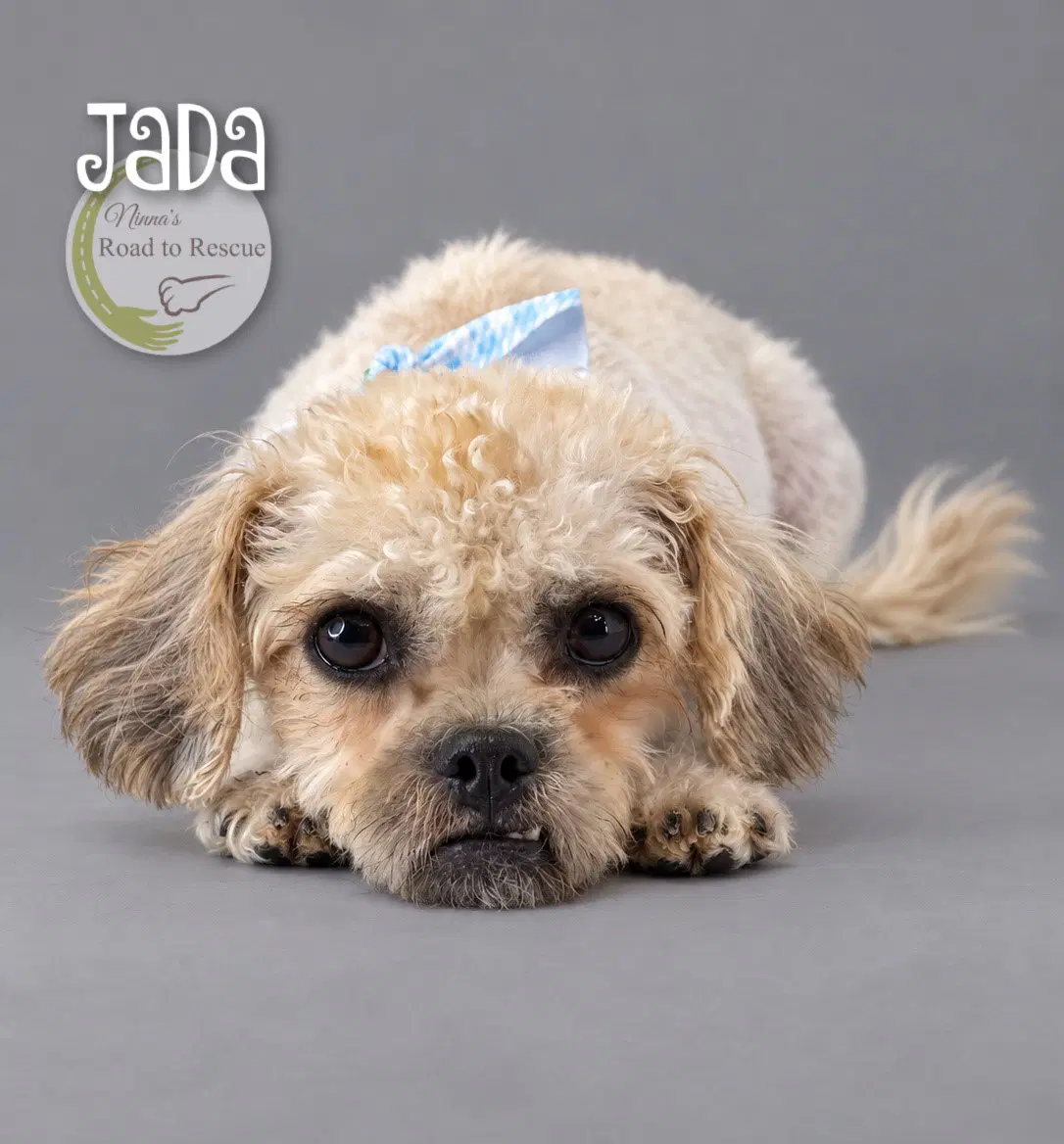 Jada image 2