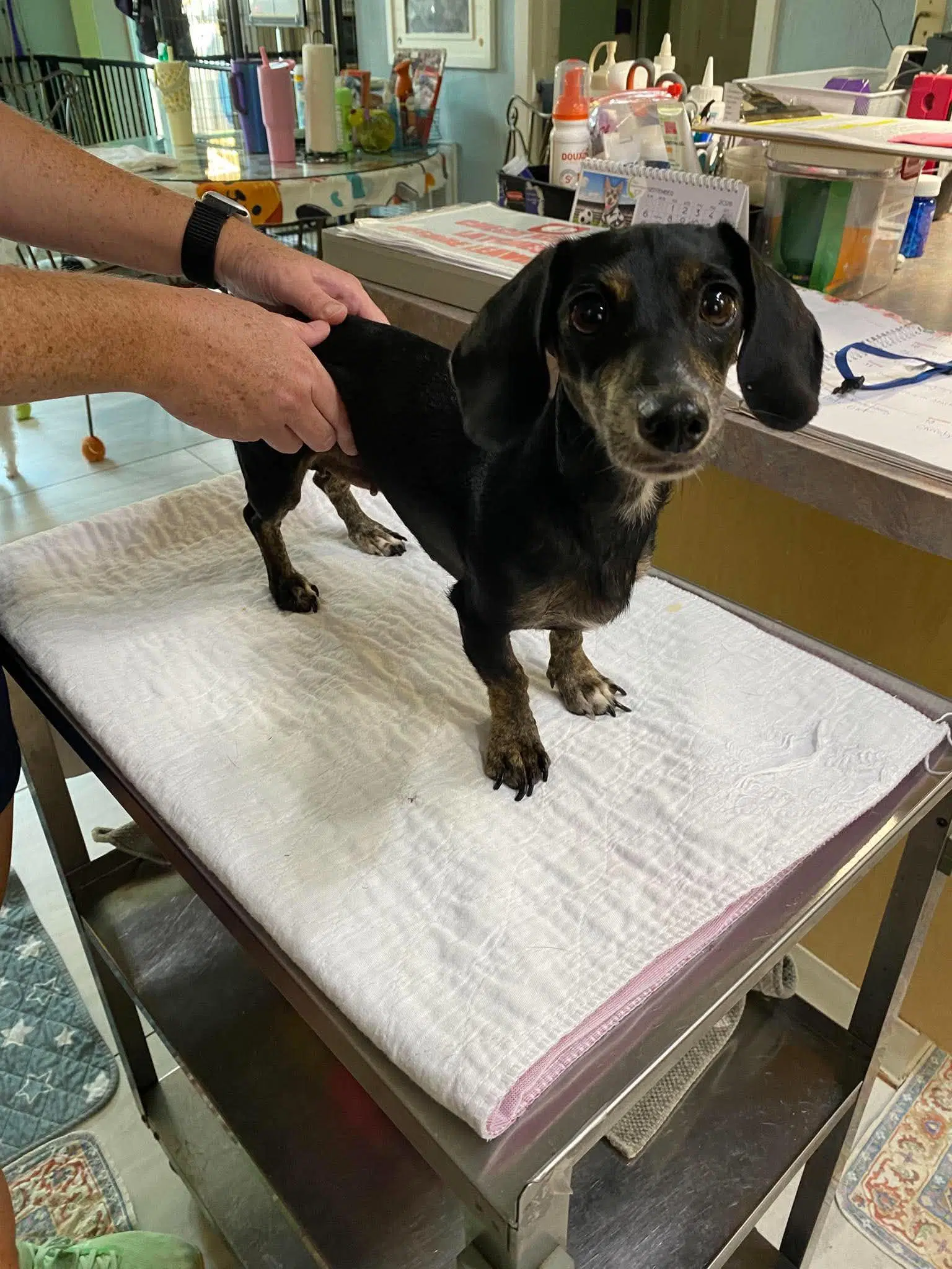 Short Stack Not Yet Available - Dachshund